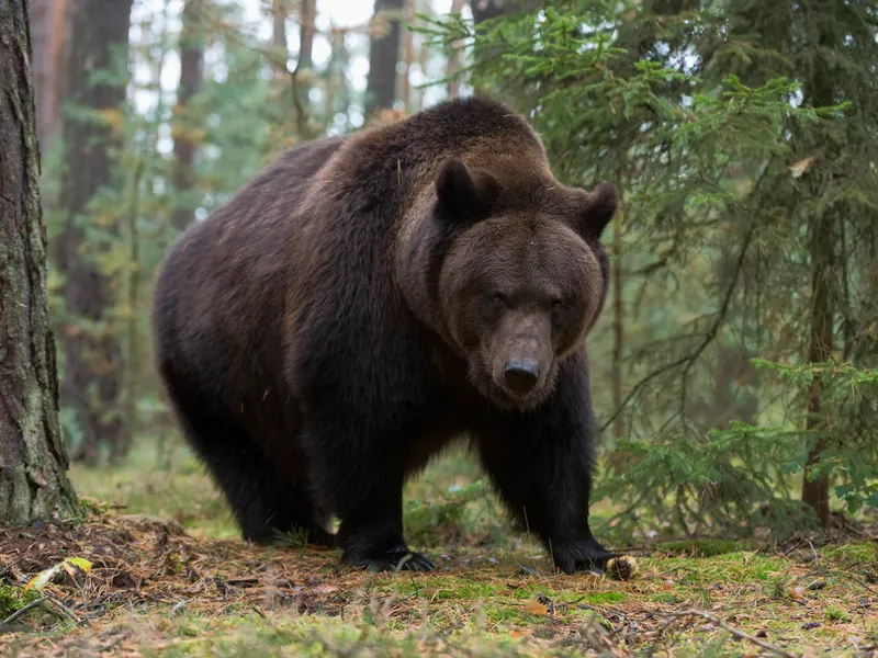 RO-Alert în Sibiu. Urs semnalat pe DN7, în zona localității Veștem. Ce să NU faci dacă îl întâlnești - Foto: Profimedia images - Caracter ilustrativ