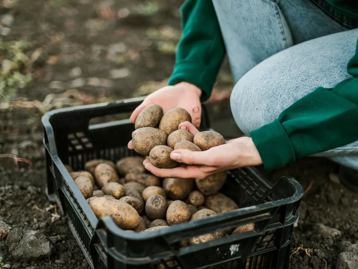 Unde trebuie să depozitați cartofii pentru a nu se strica în bucătărie? Pot rămâne proaspeți câteva luni - Foto: Freepik (Imagine cu rol ilustrativ)