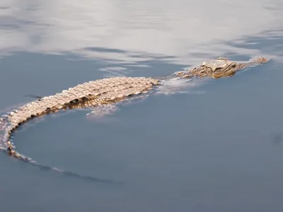Un băiat a fost înghiţit de un crocodil/FOTO: unsplash.com