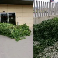 3.000 de plate de cannabis, aruncate în fața secției. Polițiștii, supărați că au făcut pe grădinarii. / Foto: lindependant.fr