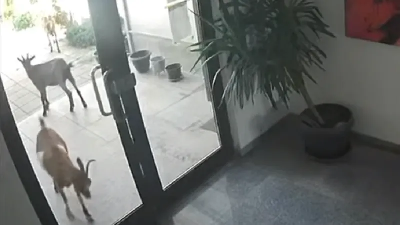 „Atac” în Pipera dat de o capră - Foto: captură video Facebook/Corina Băcanu Călărașu