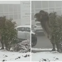 Cămilă în Cluj - Foto: Captură video