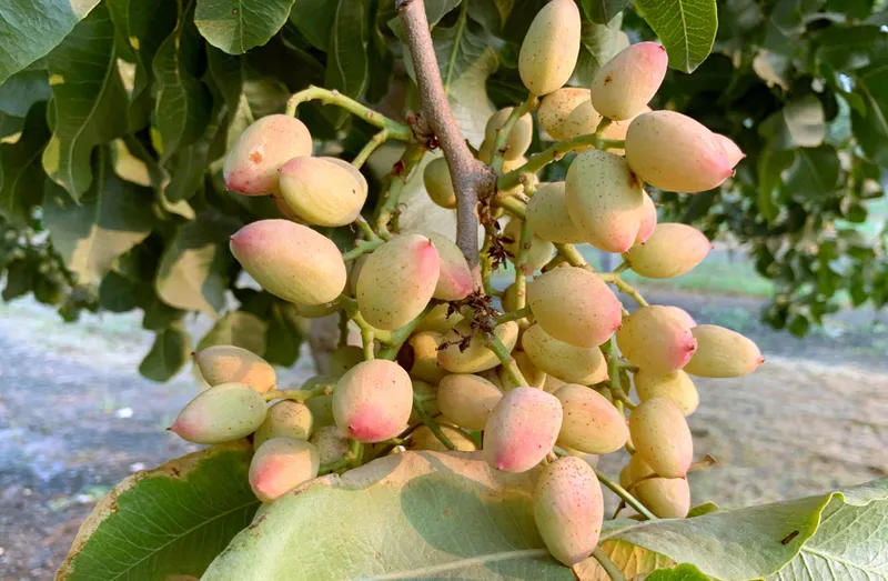 Fistic bogat &icirc;n proteine - Foto: Freepik/fresh_fruits