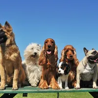 Animalele de companie trebuie sterilizate