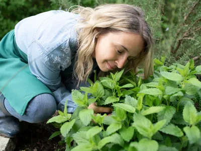 Cum poți ține căpușele departe cu tufe de mentă? Urăsc această plantă. La ce distanță nu se apropie? - Foto: Freepik (Imagine cu rol ilustrativ)