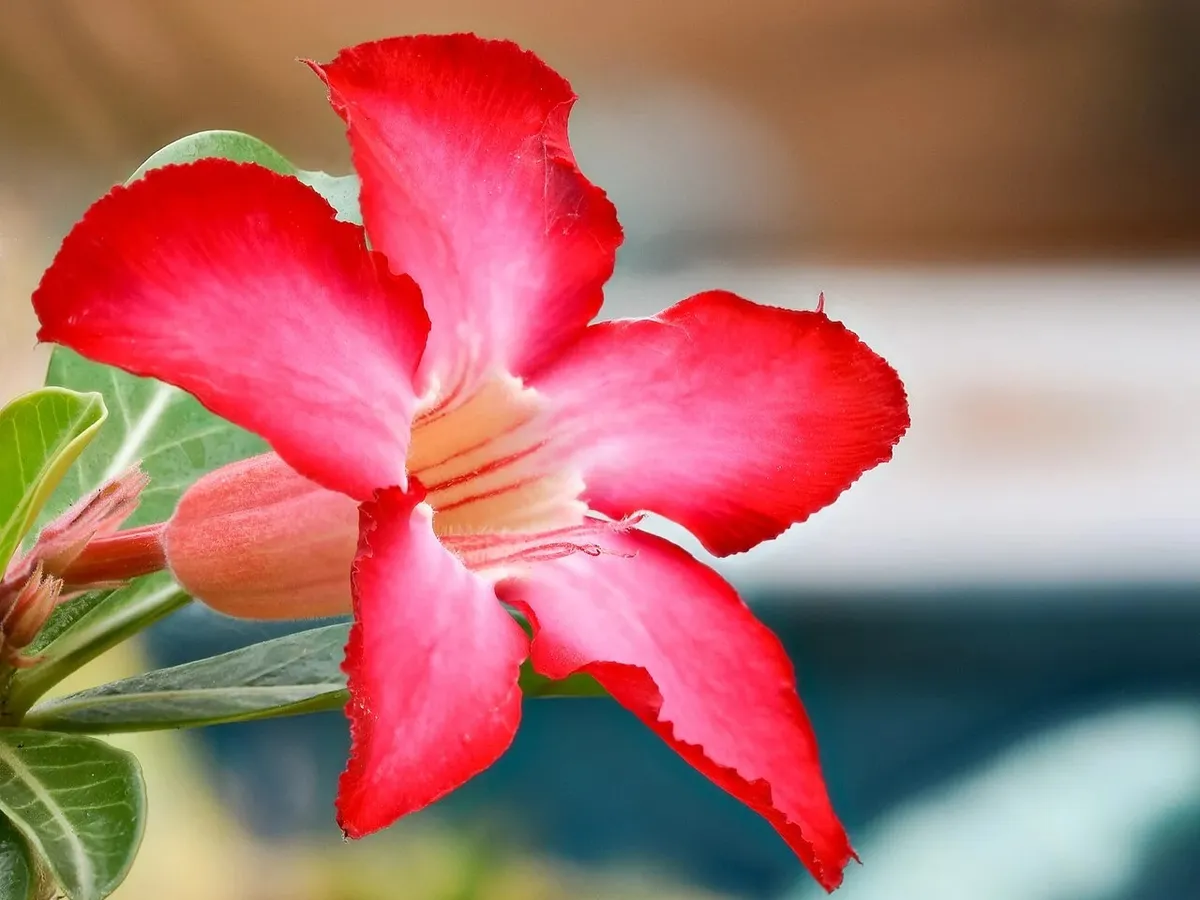 Floare de trandafir din deșert - Foto: commons.wikimedia
