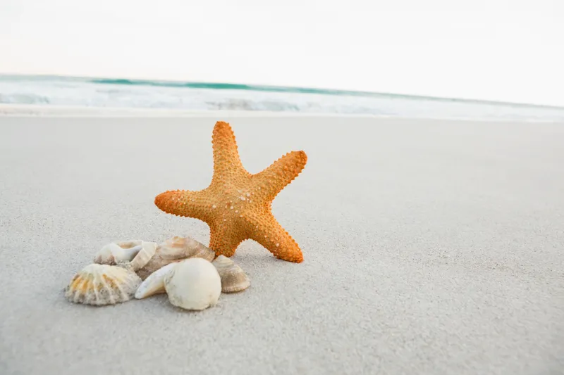 Stea de mare Foto: Freepik (rol ilustrativ)