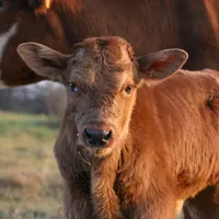 De ce s-a căsătorit o femeie cu un vițel după moartea soțului. „M-a sărutat la fel ca el” - Foto: Observator / imagine cu caracter ilustrativ