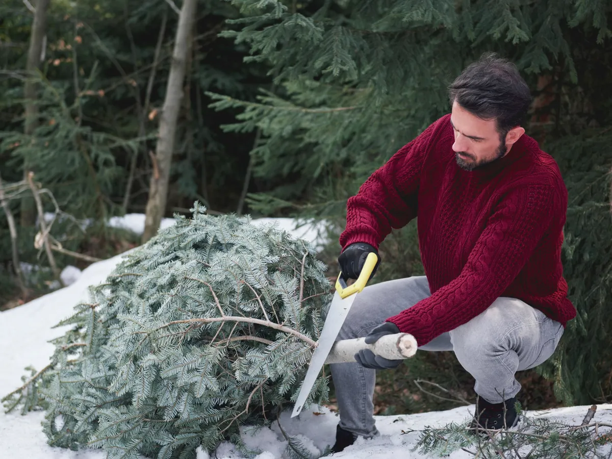 Motivul pentru care nu trebuie să arunci bradul în ianuarie. Cum ajută la sănătatea solului din grădină?