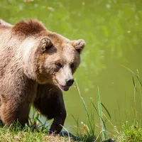 Un urs a atacat un bărbat- Foto: PEXELS PHOTOS/Pixabay