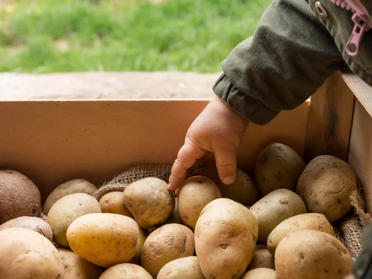 Cartofi - Foto: Freepik (Imagine cu rol ilustrativ)