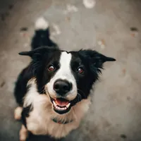 12.000 de dolari pentru zborul animalelor de companie. Ce servicii de lux primesc necuvântătoarele? Foto: Pexels (fotografie cu carcater ilustrativ)