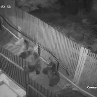 Ursoaica și puiul ei, în fața unei case din Sinaia. FOTO: Captură video
