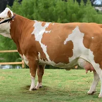 Foto Agrobiznes.md