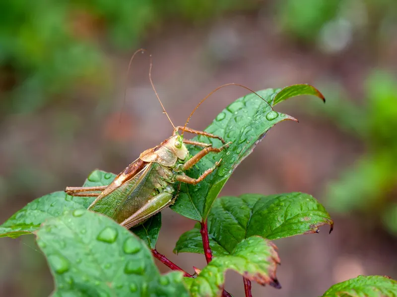 O nouă invazie de insecte se apropie de graniță: grădinile și curțile sunt în pericol foto: Freepik (fotografie cu caracter ilustrativ)
