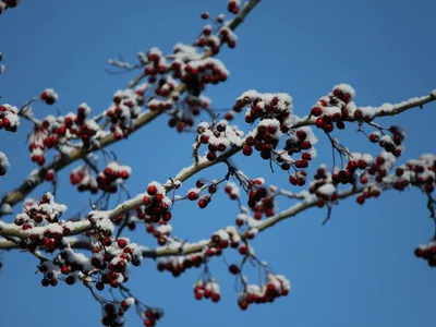 Primăvară cu zăpadă Foto: Freepik (imagine cu rol ilustrativ)