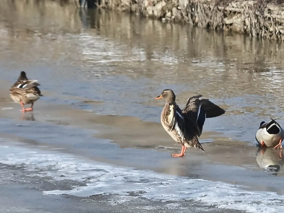 „Deltă urbană” în Iași, la confluența Bahlui-Nicolina. Ce face primăria?