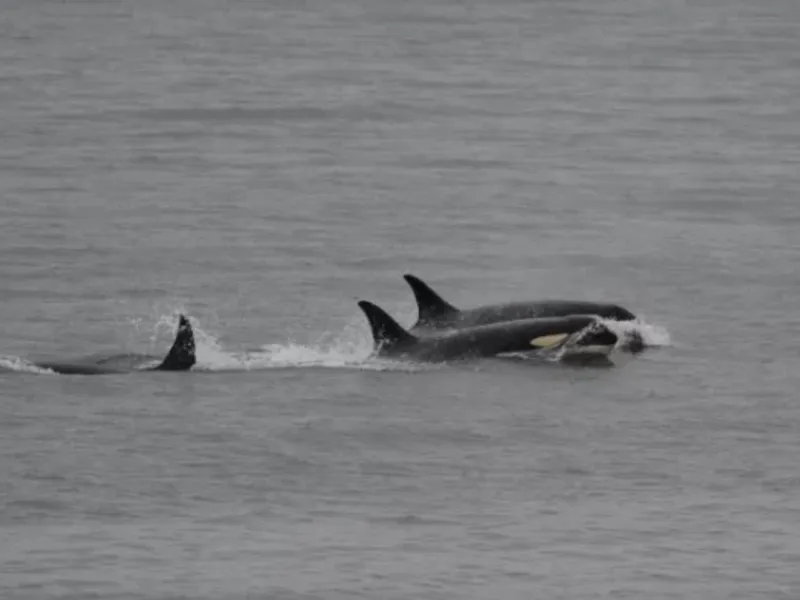 FOTO: Ken Balcomb/Center for Whale Research