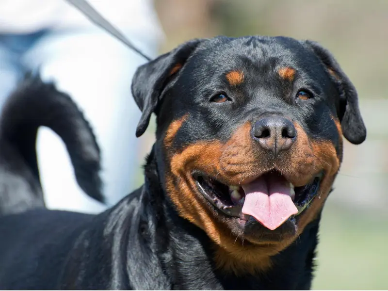 Un Rottweiler ucide o bunică și mușcă grav 2 copii. Stăpânul e achitat. Câinele, adoptat. E revoltă - Foto: Freepik