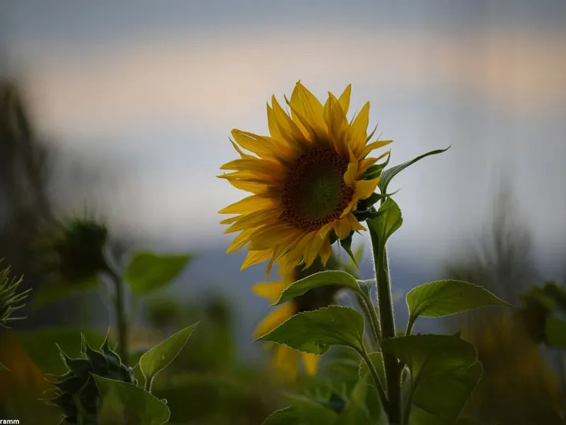 Sute de hectare de porumb și floarea soarelui au fost culcate la pământ - Foto: DeviantArt/CC0