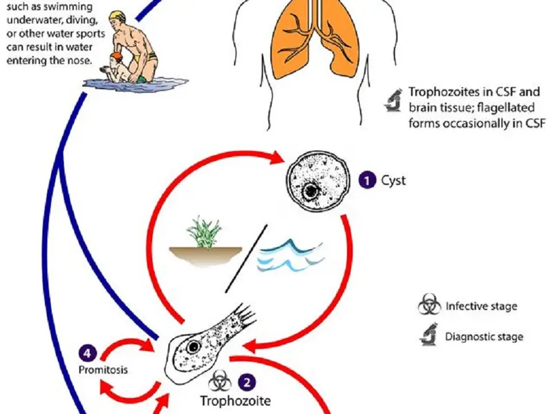 Circuitul Naegleria fowleri Foto: CDC