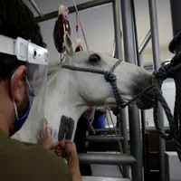 Oamenii de ştiinţă de la Institutul Clodomiro Picado au inoculat 6 cai cu proteine ale noului coronavirus şi au colectat apoi anticorpii dezvoltaţi de animale. / Foto: independent.co.uk