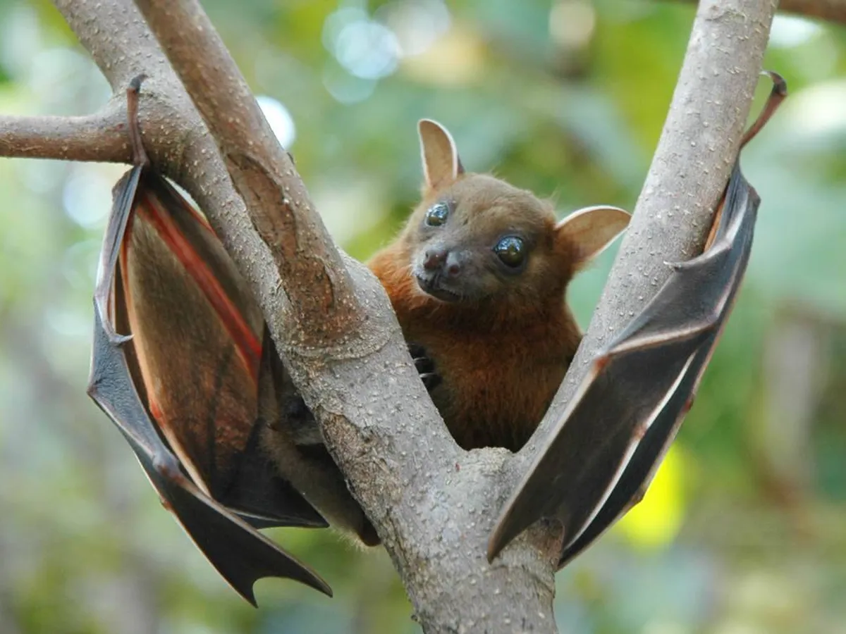 Nipah, patogenul cu nume exotic și gazdă comună cu SARS-CoV-2/FOTO: Wikimedia Commons