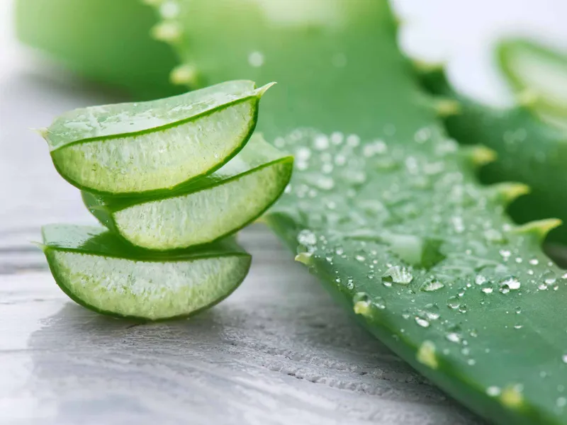 Planta Aloe Vera