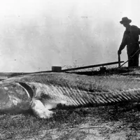 Morunul de 600 kg, prins în 1890 - Foto: arhiva
