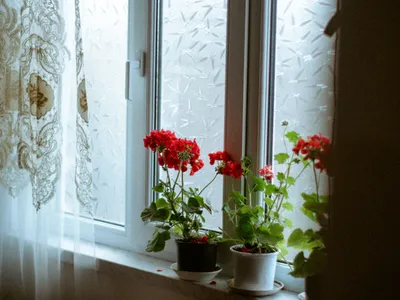 Mușcate Foto: Pexels (imagine cu rol ilustrativ)