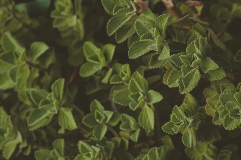 Plante medicinale Foto: Pexels (imagine cu rol ilustrativ)