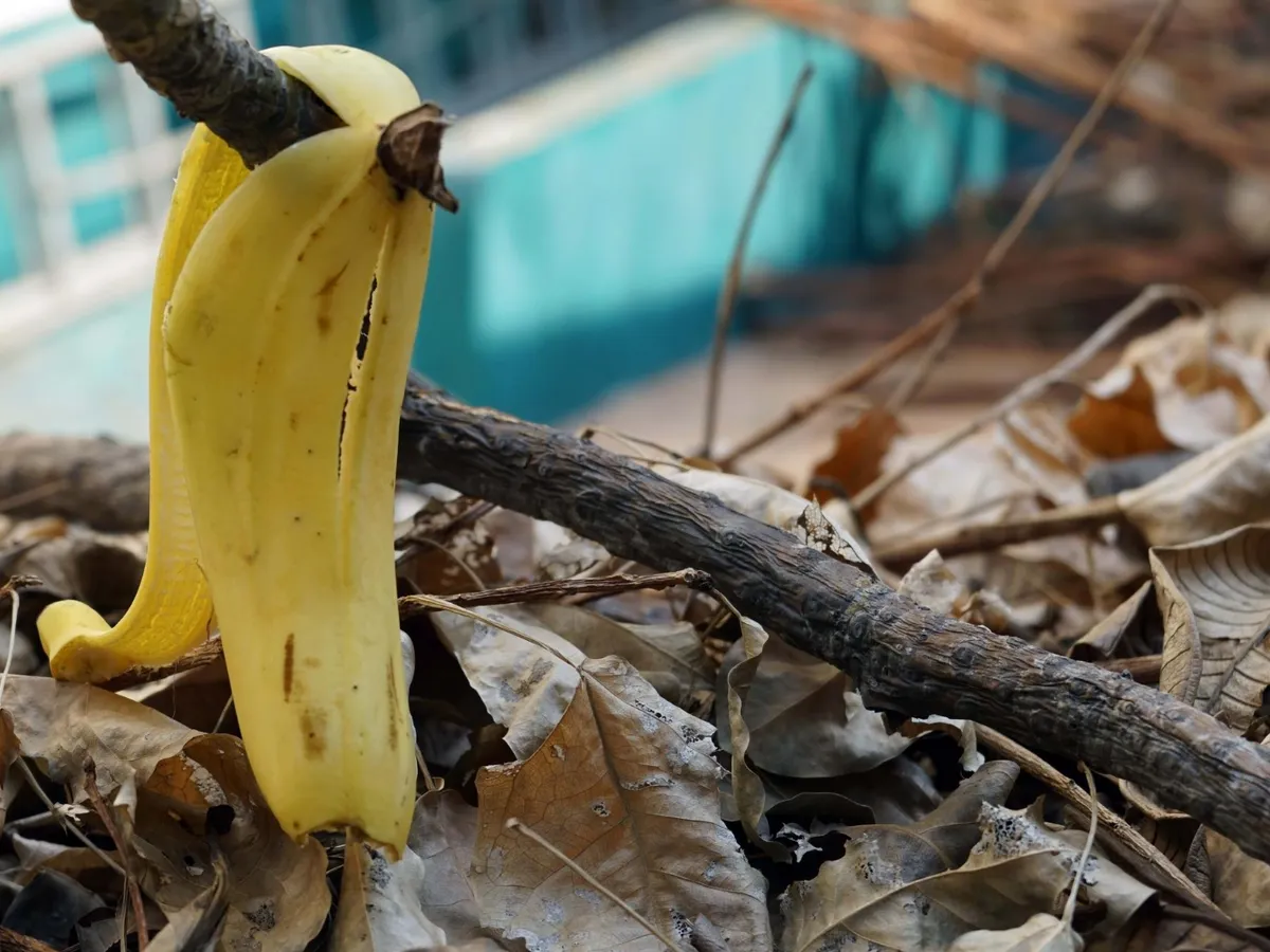 Coajă de banană aruncată pe jos - Foto: Freepik (Imagine cu rol ilustrativ)
