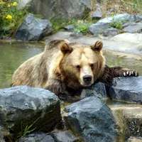 Un milionar din Rusia a recunoscut că a ucis un bărbat pe care l-a „confundat cu un urs”/FOTO: Pxels