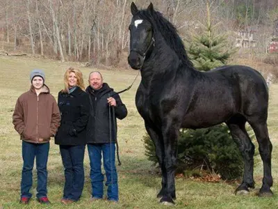 Imagini cu animale gigant. Multe dintre ele sunt specii obișnuite însă au dimensiuni foarte mari Foto: stableexpress.com (fotografie cu caracter ilustrativ)