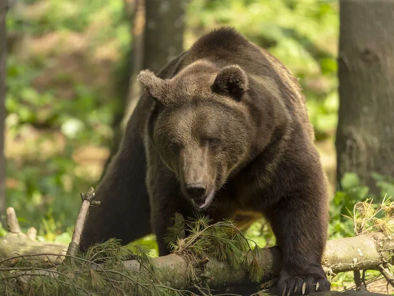 Ce sa faci daca te întâlnești cu ursul în pădure. Mișcarea care te transforma instantaneu în pradă - Foto: Profimedia images