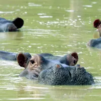 Columbia intenționează să trimită 70 de „hipopotami de cocaină” escobarieni în India și Mexic - Foto: Profimedia Images