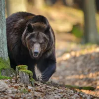 Ultimele ore ale tinerei care a fost ucisă de urs. Declarația sfâșietoare a mamei - Foto: Profimedia Images / (imagine cu rol ilustrativ)