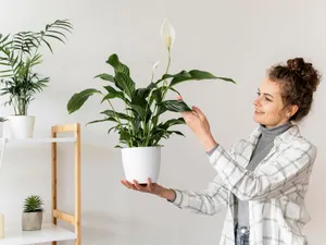 Produsul din dulap care îți menține plantele proaspete și verzi. Te protejează și de țânțari - Foto: Freepik (imagine cu rol ilustrativ)