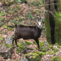Capră neagră - Foto: Facebook/ Parcul Natural Apuseni
