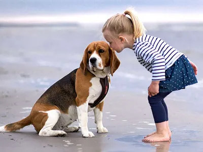 Bailey, modificat să devină hipoalergenic - Foto: Beagle Dog Breed (imagine cu rol ilustrativ)