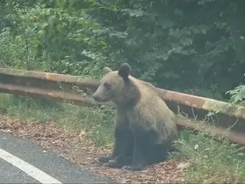 Noi sancțiuni pentru turiștii care hrănesc urșii pe Transfăgărășan. Ce NU au voie să mai facă? - Foto: Arhiva / imagine cu rol ilustrativ