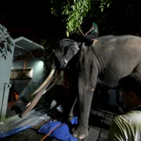 Îngrijitorii din Sri Lanka îl conduc pe elefantul Muthu Raja în interiorul unei cuști înainte de plecarea de la grădina zoologică Dehiwala din Colombo - Foto: Profimedia Images