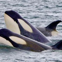 Balene ucigașe-Foto: Whale Scientist