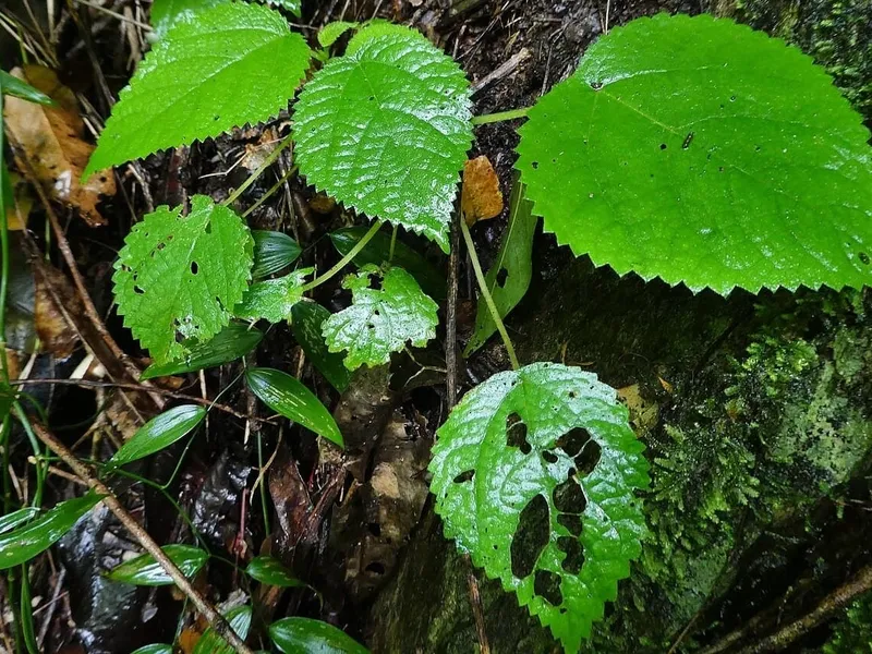 Cea mai periculoasă plantă din lume provoacă dureri atroce