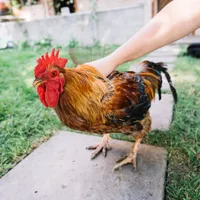 Amenda pe care a primit-o un bărbat din cauza cocoșului zgomotos. Vecinii deranjați l-au pârât - Foto: Freepik (Imagine cu rol ilustrativ)