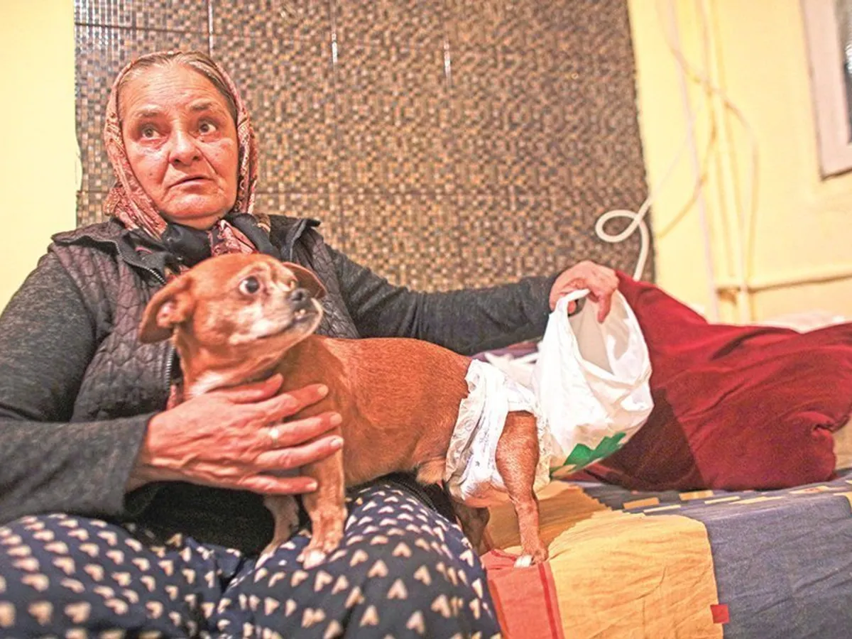 Poco și Lassie sunt acum „copiii” doamnei Coca