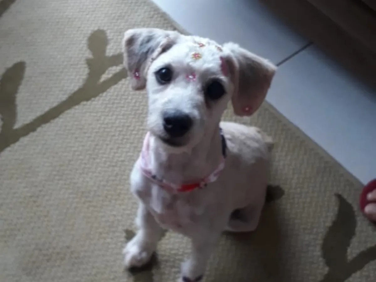 Câinele găsit în canapea a fost adoptat
