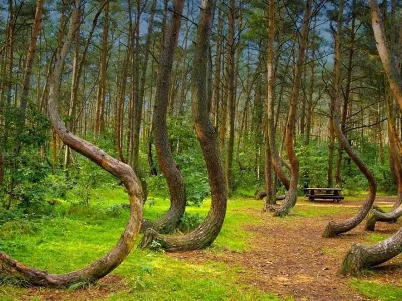 Misterele Pădurii Hoia-Baciu. Ce se întâmplă în „Triunghiul Bermudelor” din Transilvania? - Foto: clujazi.ro