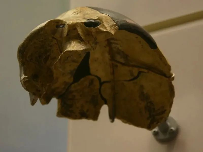 Craniul vechi de 300.000 de ani care schimbă toată istoria omenirii
