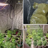 Ce au găsit mascații în sera îngrijită de două românce? 3 persoane au fost arestate preventiv - Foto: ebihoreanul.ro